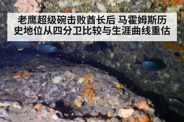 老鹰超级碗击败酋长后 马霍姆斯历史地位从四分卫比较与生涯曲线重估